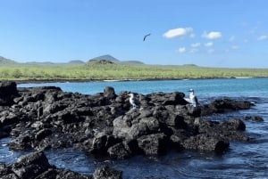 Полнодневная экскурсия на остров Флореана и в пещеру пиратов