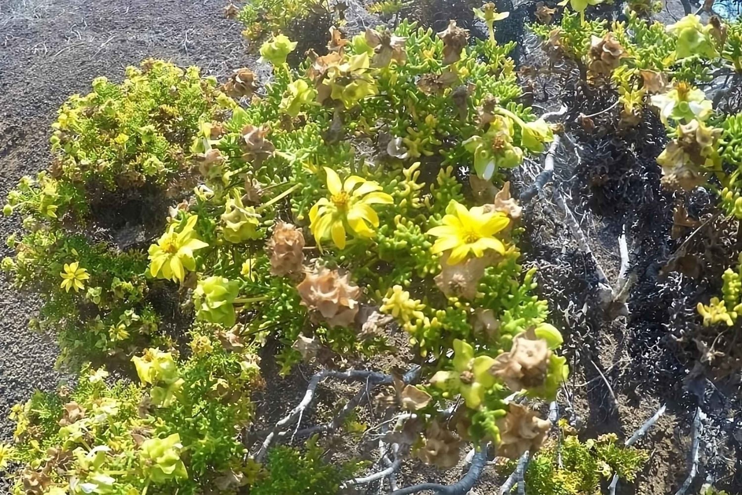 Full Day Tour a Punta Cormorant e Islote Enderby en Isla Floreana Galapagos