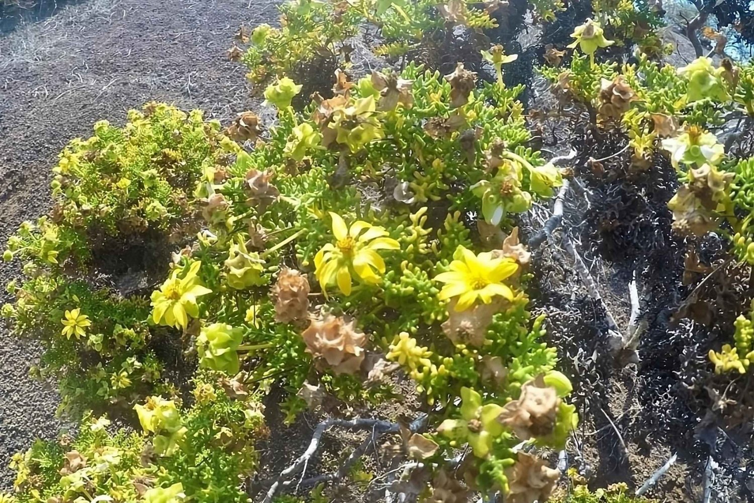 Full Day Tour to Punta Cormorant and Enderby Island in Floreana Galapagos Island