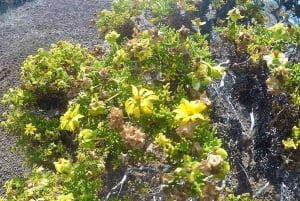 Kokopäiväretki Punta Cormorantille ja Enderby-saarelle Floreanan Galapagos-saarella