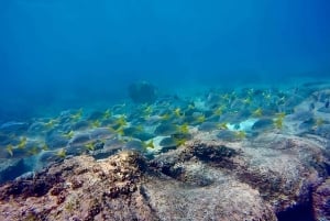 Kokopäiväretki Punta Cormorantille ja Enderby-saarelle Floreanan Galapagos-saarella