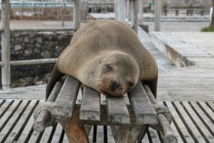 Galapagos: 5-dages tur i hjertet af øgruppen