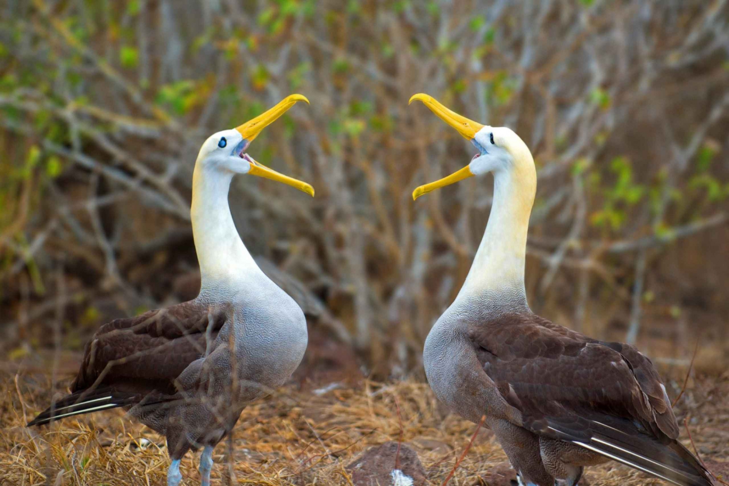 Galapagos: Et naturligt eventyr Santa Cruz & San Cristobal