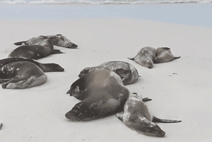 غالاباغوس: محطة تشارلز داروين وجولة خاصة في خليج تورتوجا