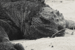 غالاباغوس: محطة تشارلز داروين وجولة خاصة في خليج تورتوجا