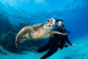 Galapagos Discovery Diving ONE-DAY EXPERIENCE