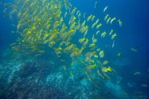 Galapagos Discovery Diving ONE-DAY EXPERIENCE