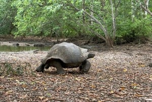 Galapagos GPS lufthavnstransport og udflugter med højdepunkter