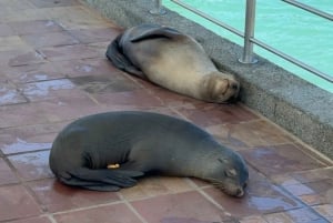 Galapagos GPS lufthavnstransport og udflugter med højdepunkter