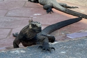 Galapagos GPS lufthavnstransport og udflugter med højdepunkter