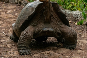 Galapagos Highlights Tour: Santa Cruz in 4 Days