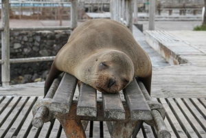 Galapagos Highlights Tour: Santa Cruz in 4 Days