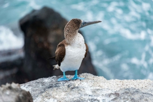 Galapagos Highlights Tour: Santa Cruz in 4 Days