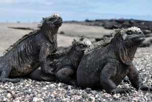 Galapagos Highlights Tour: Santa Cruz in 4 Days