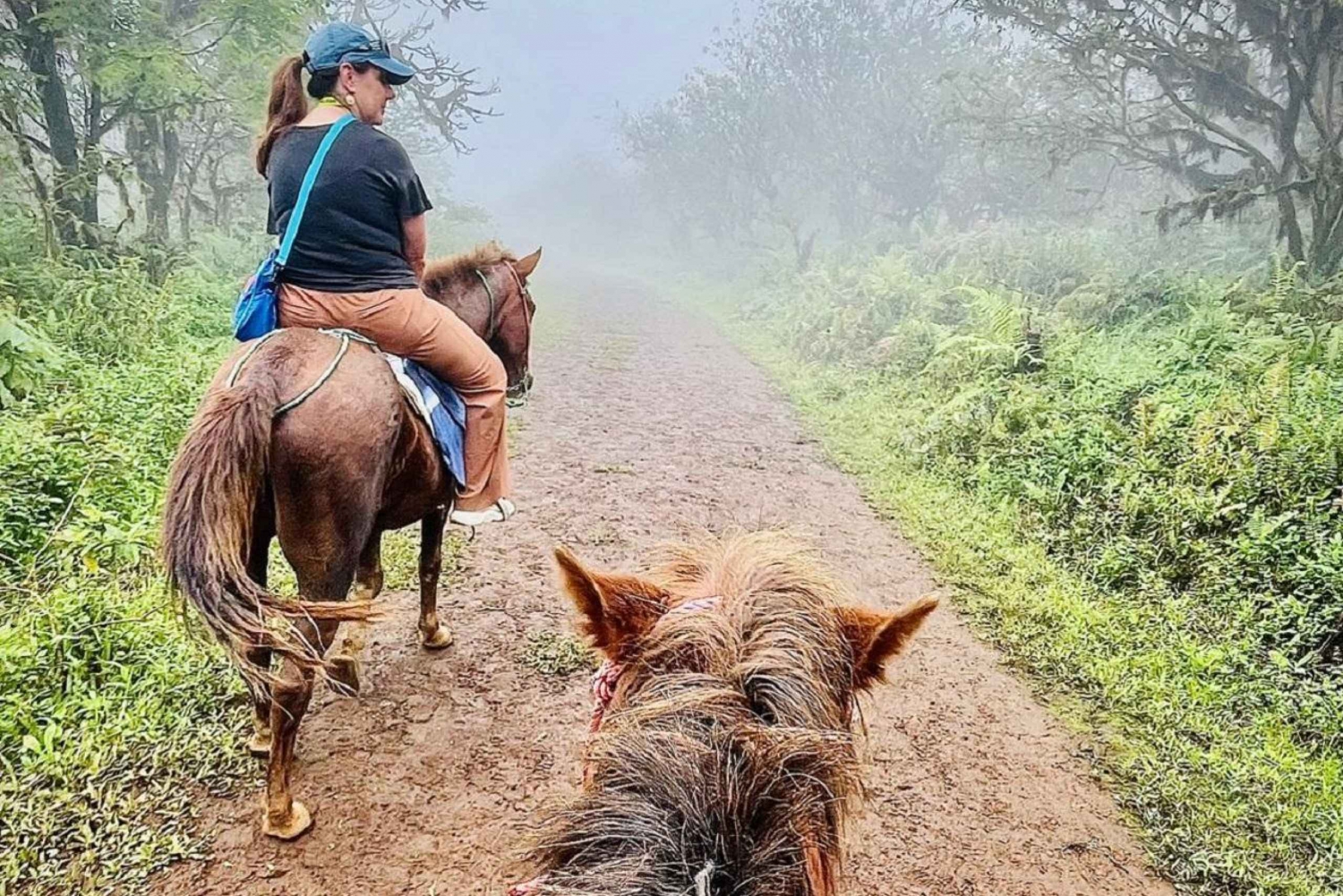 Galapagos horse riding the ridges of Sierra Negra Volcano