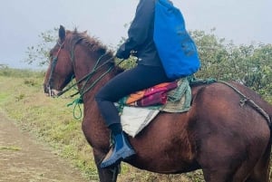 Galapagos rider på åsarna vid vulkanen Sierra Negra