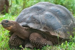 Galapagos Intensive 5 days, land base (3 Islands)