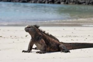 Galapagos Intensive 5 days, land base (3 Islands)