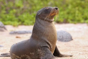 Galapagos Intensive 5 days, land base (3 Islands)