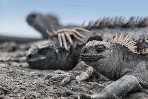 Galápagos: Isla Plaza Sur Full-Day Tour