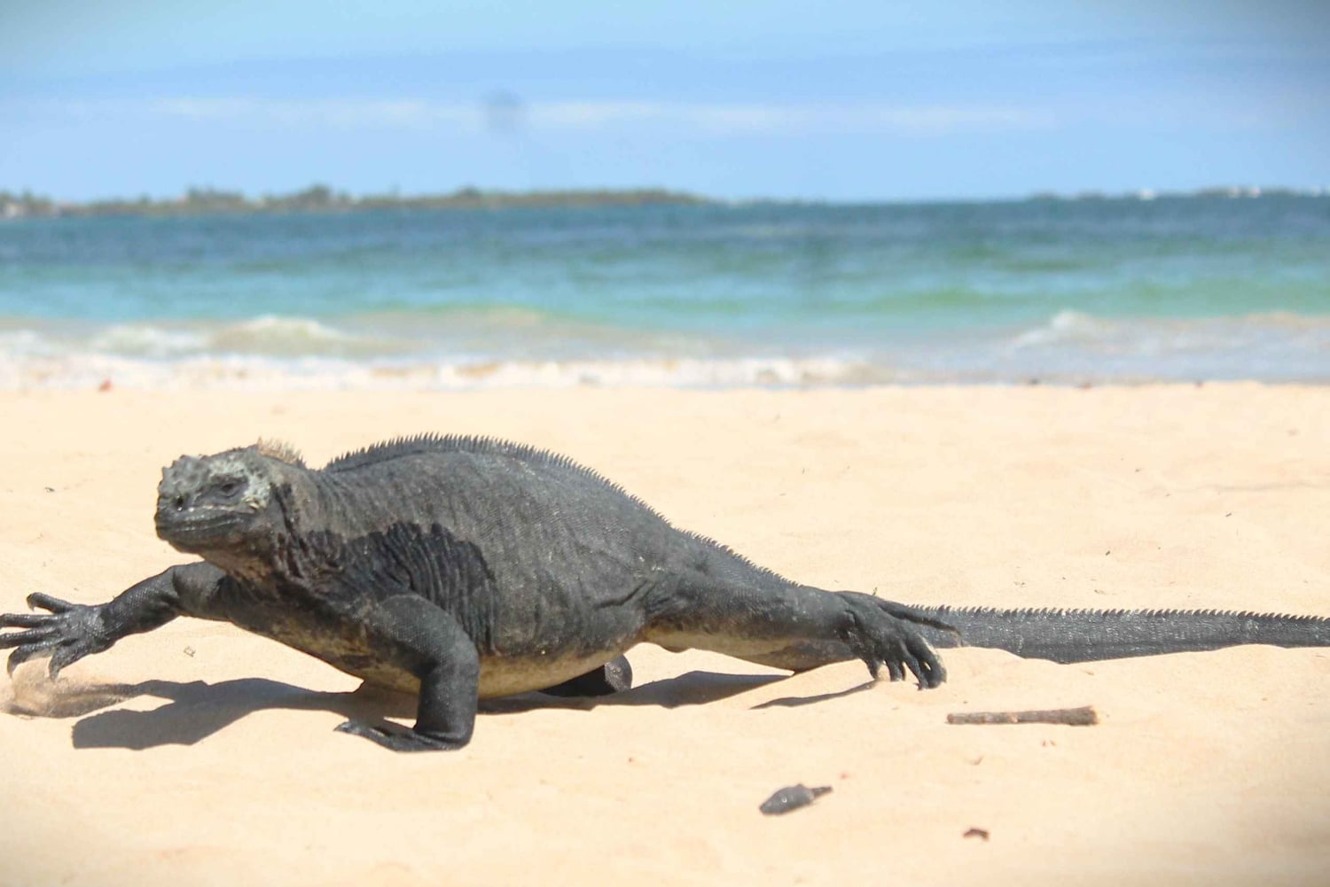 GALÁPAGOS: Eilandhoppen, inclusief Quito 12 dagen