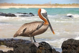 GALÁPAGOS: viaggio da un'isola all'altra, Quito inclusa, 12 giorni