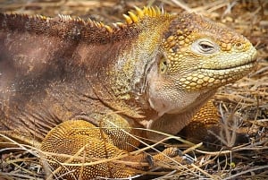 GALÁPAGOS: Eilandhoppen, inclusief Quito 12 dagen