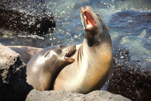 GALÁPAGOS: Eilandhoppen, inclusief Quito 12 dagen