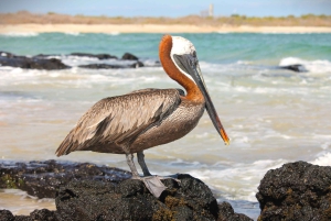 GALÁPAGOS: Eilandhoppen, inclusief Quito 12 dagen
