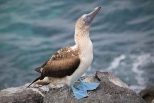 GALÁPAGOS: Eilandhoppen, inclusief Quito 12 dagen