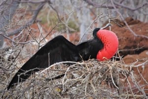 GALÁPAGOS: Eilandhoppen, inclusief Quito 12 dagen