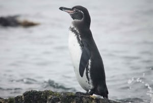 GALÁPAGOS: Eilandhoppen, inclusief Quito 12 dagen