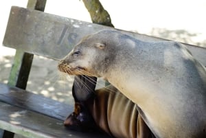 Galapagos ö; naturtur