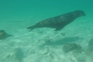 Galapagos ö; naturtur