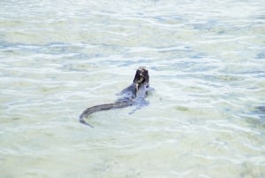 Galapagos ö; naturtur