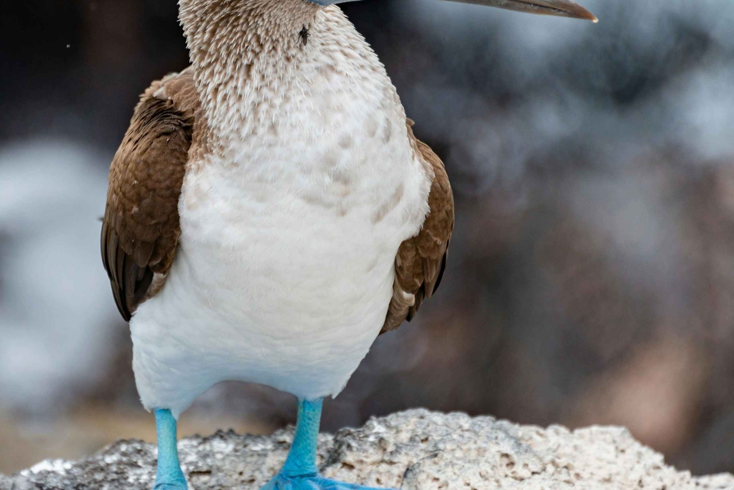 Galapagosöarna - Santa Cruz - 4 dagar all inclusive