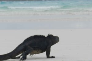 Isole Galapagos - Santa Cruz - 4 giorni all inclusive