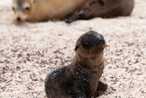 Galapagosöarna - Santa Cruz - 4 dagar all inclusive