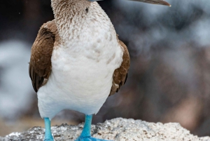 Galapagosöarna - Santa Cruz - 4 dagar all inclusive