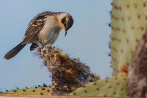 Galapagosöarna - Santa Cruz - 4 dagar all inclusive