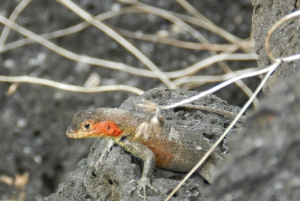 Galapagosöarna - Santa Cruz - 4 dagar all inclusive