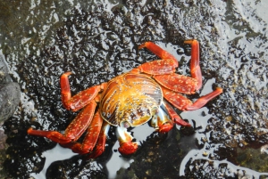 Galapagosöarna - Santa Cruz - 4 dagar all inclusive