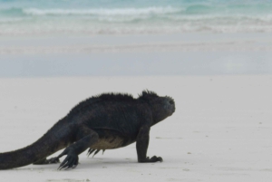 Galapagosöarna - Santa Cruz - 4 dagar all inclusive