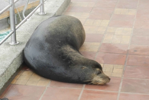 Galapagosöarna - Santa Cruz - 4 dagar all inclusive