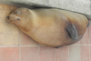 Galapagosöarna - Santa Cruz - 4 dagar all inclusive