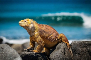 Galapagosöarna - Santa Cruz - 4 dagar all inclusive