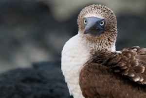 Galapagossaaret 3 saarta (5 päivää)