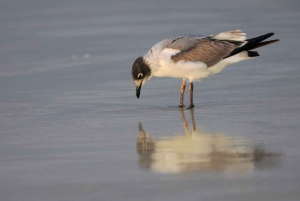 Galapagos Land tour 3 Islands (5 Days)