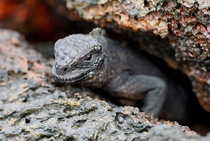 Galapagos Land tour 3 Islands (5 Days)