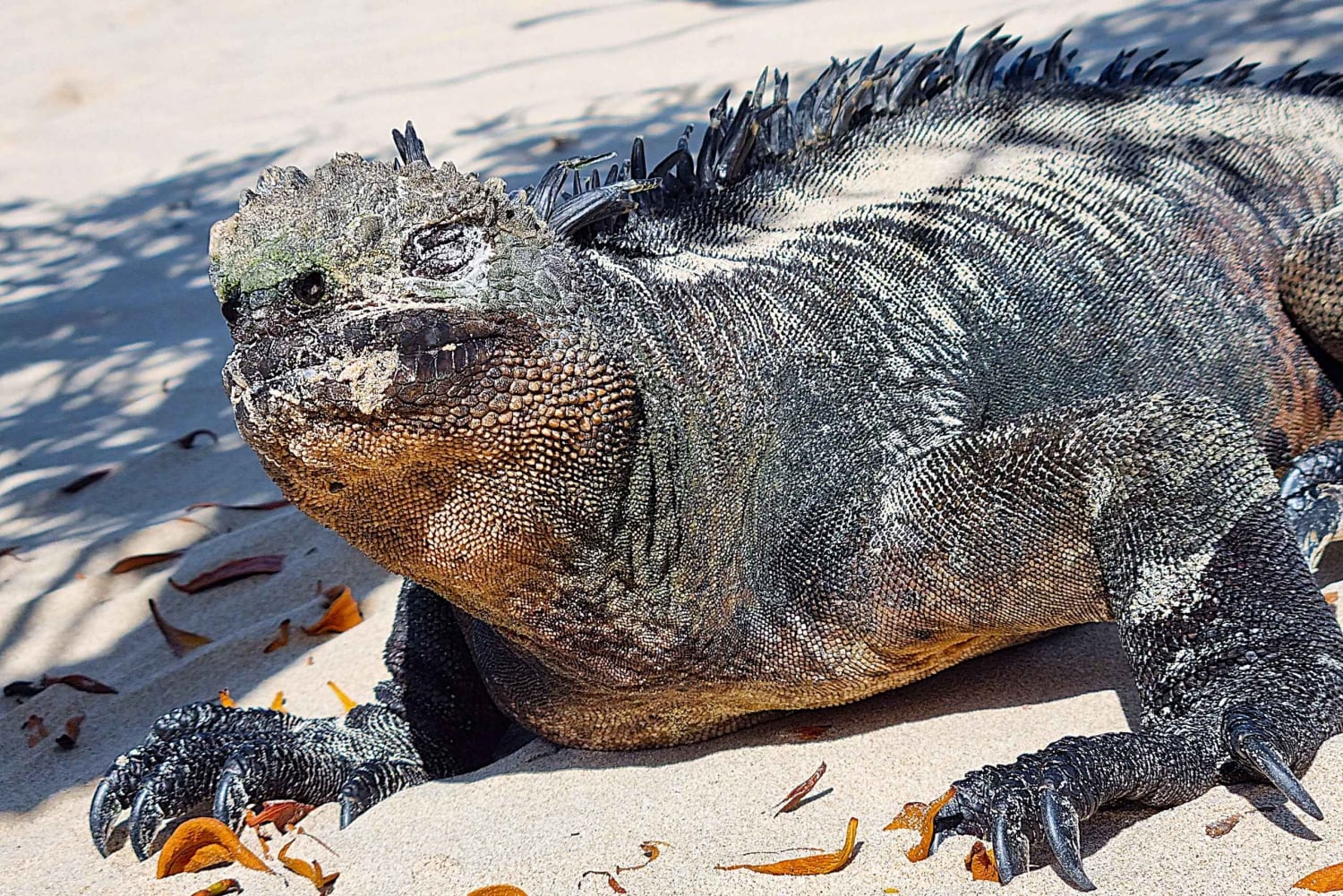 Галапагосские острова: роскошь и природа, тур премиум-класса 4 дня/3 ночи